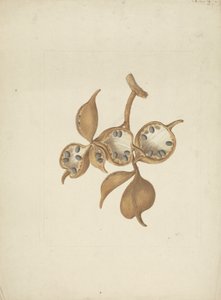 Sterculia africana (Lour.) Fiori: færdig tegning af stilk med frøstande, nogle åbne viser frø af James Bruce