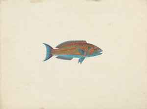 Uidentificeret fisk af James Bruce