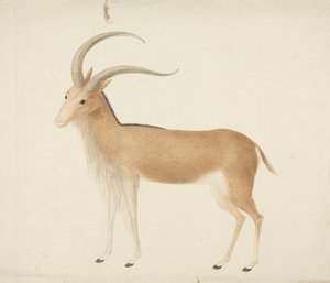 Uidentificeret hovdyr af James Bruce