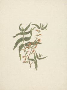 Woodfordia uniflora (A. Rich.) Koehne: færdig tegning af blomstrende skud af James Bruce