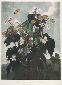 The Temple of Flora, eller Naturens Have: Den Obique-bladede Begonia