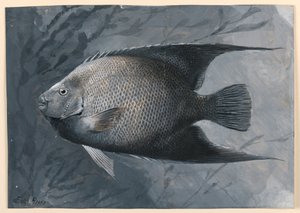 Englefisk af James Carter Beard