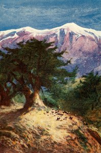 Cedars of Libanon - Matt. xii. 33, c1924. Skaber: James Clark, Henry A Harper.