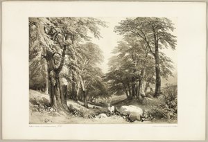 Bøgetræer i Arundale Park, fra The Park and the Forest af James Duffield Harding