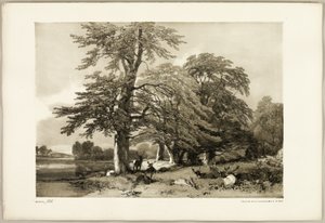 Bøg, fra Parken og Skoven af James Duffield Harding