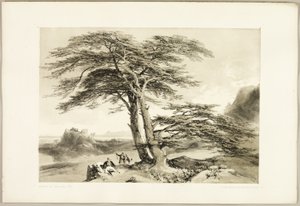 Cedertræer fra Libanon, fra The Park and the Forest af James Duffield Harding