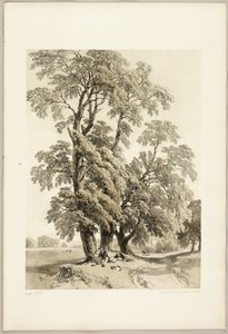 Elm, fra Parken og Skoven af James Duffield Harding