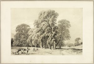 Platantræer, fra Parken og Skoven af James Duffield Harding