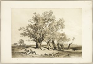 Pollard Willow, fra Parken og Skoven af James Duffield Harding