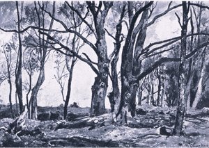 Pollard Willows in Windsor meadows, Nature in Britain udgivet af Collins af James Duffield Harding
