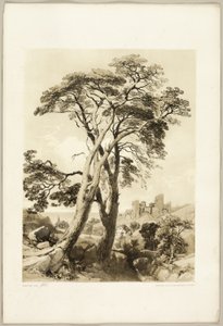 Scotch Fir, fra The Park and the Forest af James Duffield Harding