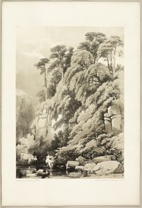 Wych Elm and Firs, fra The Park and the Forest af James Duffield Harding