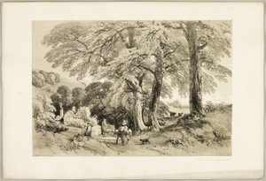 Wych Elm, fra The Park and the Forest af James Duffield Harding