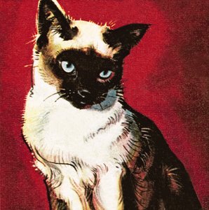Siamesisk kat af James Edwin McConnell