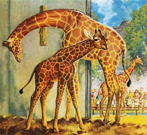 Giraffen Virginia