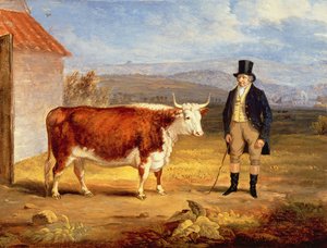 James Hodges og hans to-årige Hereford-kvie, ca. 1843 af James Flewitt Mullock
