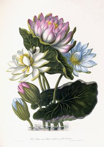 Red, Blue, and White Lotus, of Hindostan, 1781dani af James Forbes