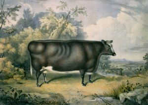 The Cottesmore Prize Heifer, efter Henry Strafford (fl.1833-73), 1837