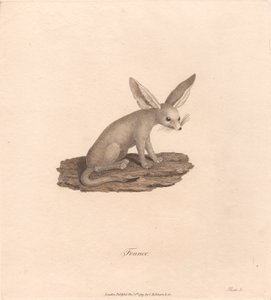 Fennec af James Heath