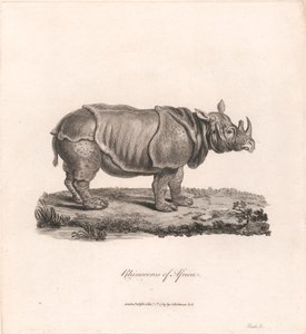 Afrikas næsehorn