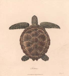 Skildpadde
