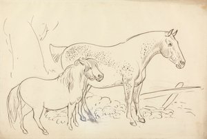 Hest og pony
