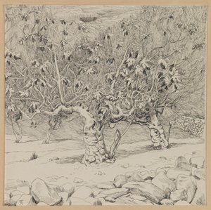 Figentræ, Hinnoms dal, illustration fra Vor Herre Jesu Kristi liv (blæk på papir) af James Jacques Joseph Tissot