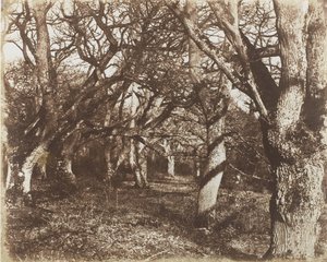 Et kig i Leigh Woods, 1853-56.