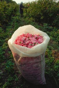 En pose fyldt med friskplukkede rosenblade. Rosernes dal, Bulgarien.