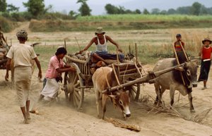 En oksekærre kører fast i det tunge støv på en dårlig vej. Landsbyen Sebin, Burma. af James L Stanfield