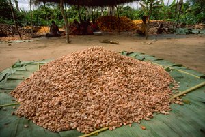 En stor bunke kakaobønner (slægt: Theobroma, art: cacao), som allerede har været i... af James L Stanfield