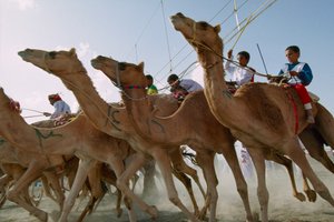 Kamelerne stormer frem under Omans kamelvæddeløb på nationaldagen. Al Falaj distriktsvæddeløbsbane, Oman. af James L Stanfield