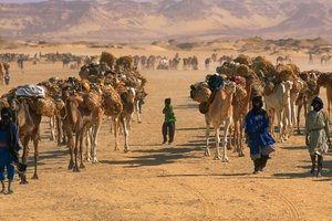 Saltkamelkaravane uden for Fachi. NÆR FACHI, NIGER.