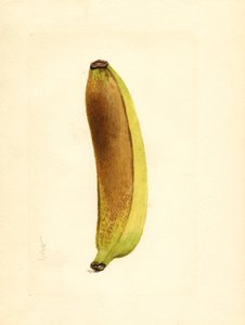 Banan (Musa) (akvarel) af James Marion Shull