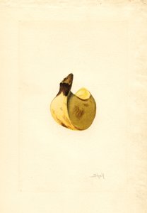 Banan (Musa) (akvarel) af James Marion Shull