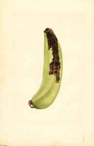 Banan (Musa) (akvarel)