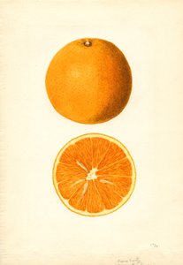 Boone Early Oranges (Citrus sinensis) (akvarel)