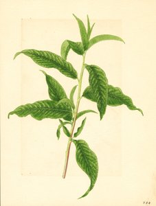 Gren med grønne blade fra Elberta ferskentræ ( Prunus persica: Elberta) (akvarel)