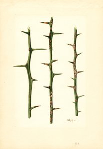 Citruskræft på stængel af appelsinplante (Poncirus trifoliata) (akvarel)