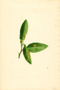 Sygt blad på appelsintræ (Citrus aurantium) (akvarel)