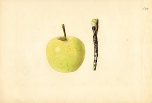 Golden Delicious-æble (Malus domestica) (akvarel)