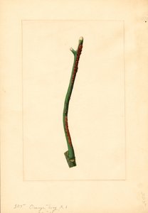 Kvist af appelsintræ (Citrus sinensis: Valencia) (akvarel) af James Marion Shull