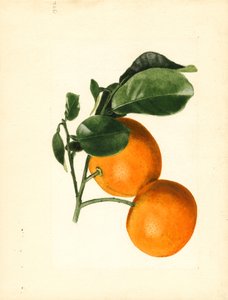 Appelsiner (Citrus aurantium: Sour x 2/3) (akvarel)