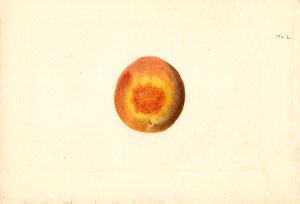 Fersken (Prunus persica: Elberta) (akvarel)