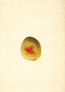 Fersken (Prunus persica: Elberta) (akvarel)