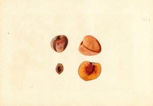 Ferskner ( Prunus persica: Hutchkins) (akvarel)