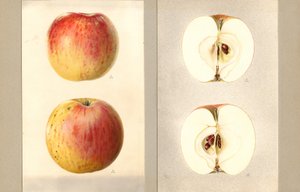 Wilson juni-æbler (Malus domestica) (akvarel)