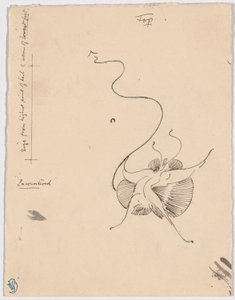 Sommerfugl "Encountered" (recto); Skitse til bagstykke (verso)