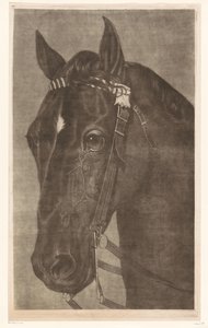 Hovedet på en hest med en trens af James Newman Hodges