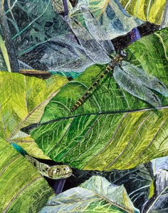 Water Snake and Dragon-fly, 1971